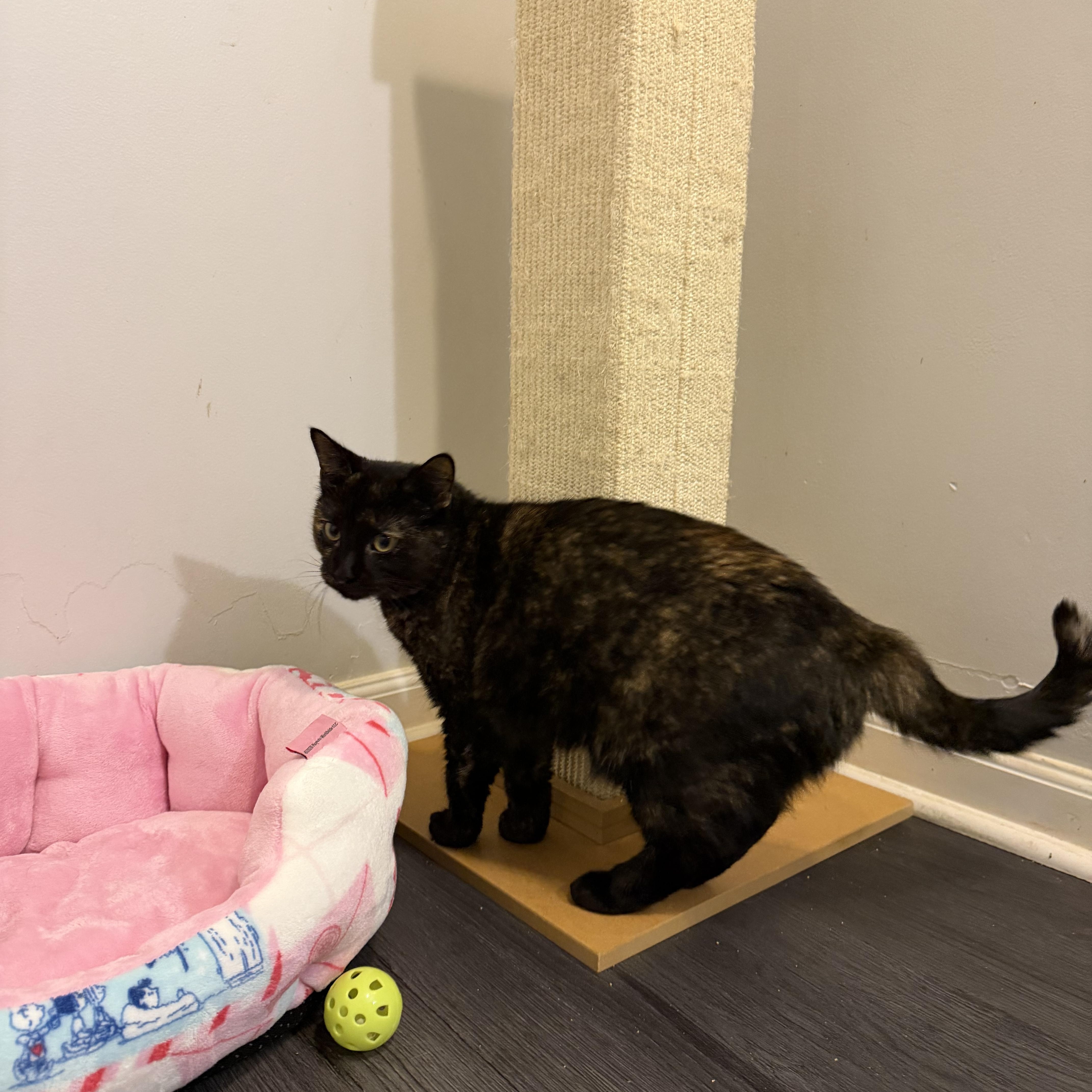 HELENE, a Adoptable Domestic Short Hair in Hamilton, NJ image 3/4