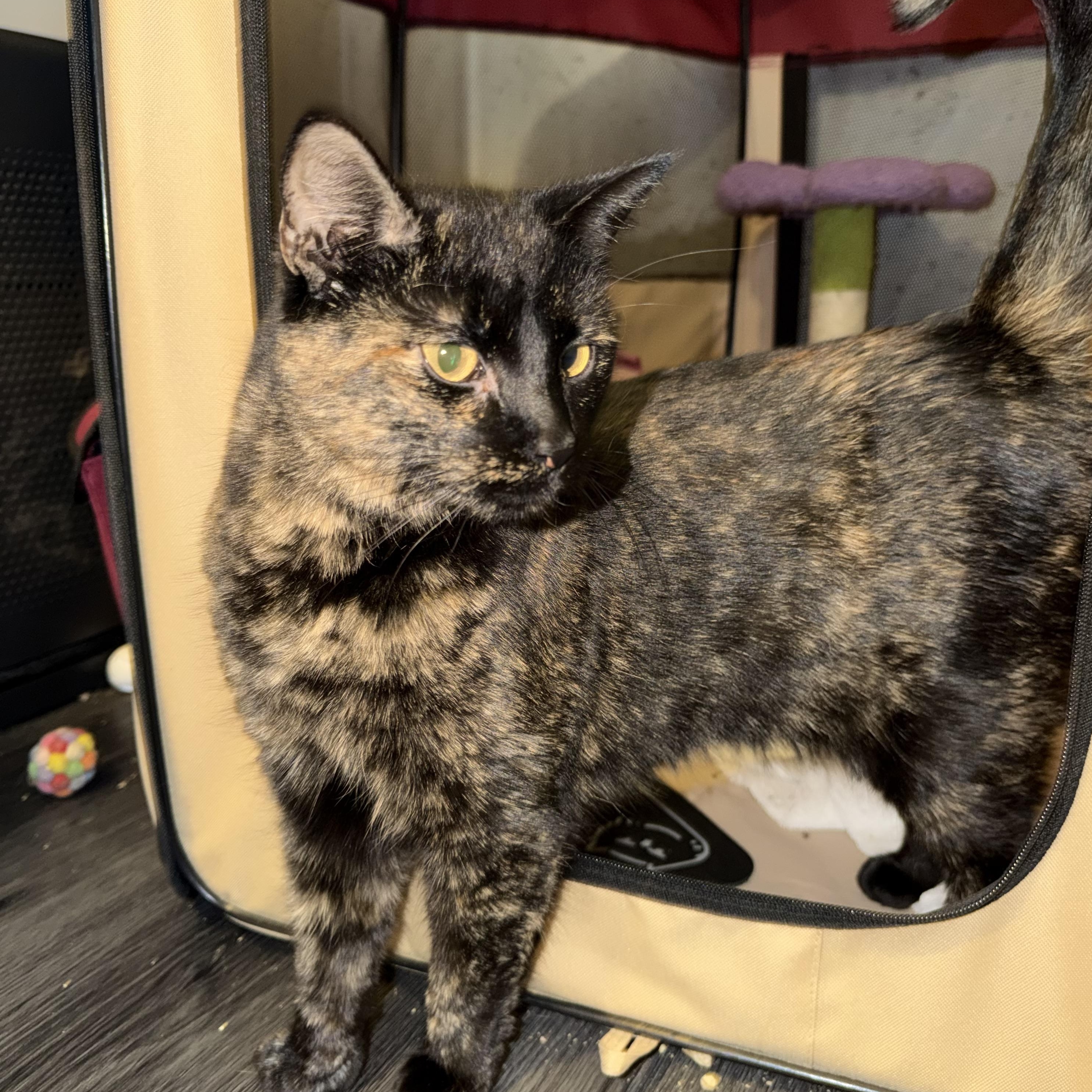 HELENE, a Adoptable Domestic Short Hair in Hamilton, NJ image 4/4