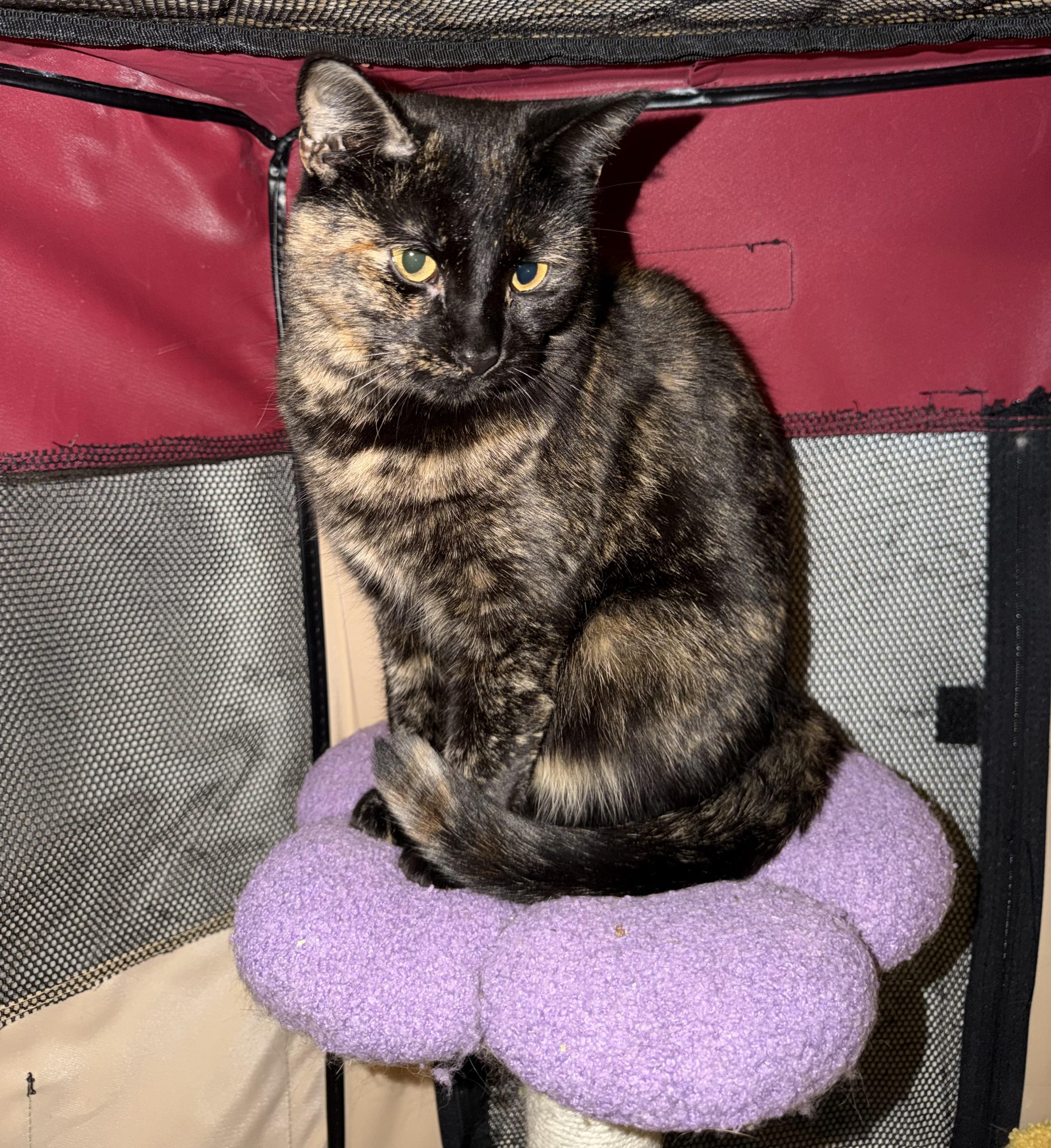 HELENE, a Adoptable Domestic Short Hair in Hamilton, NJ image 2/4