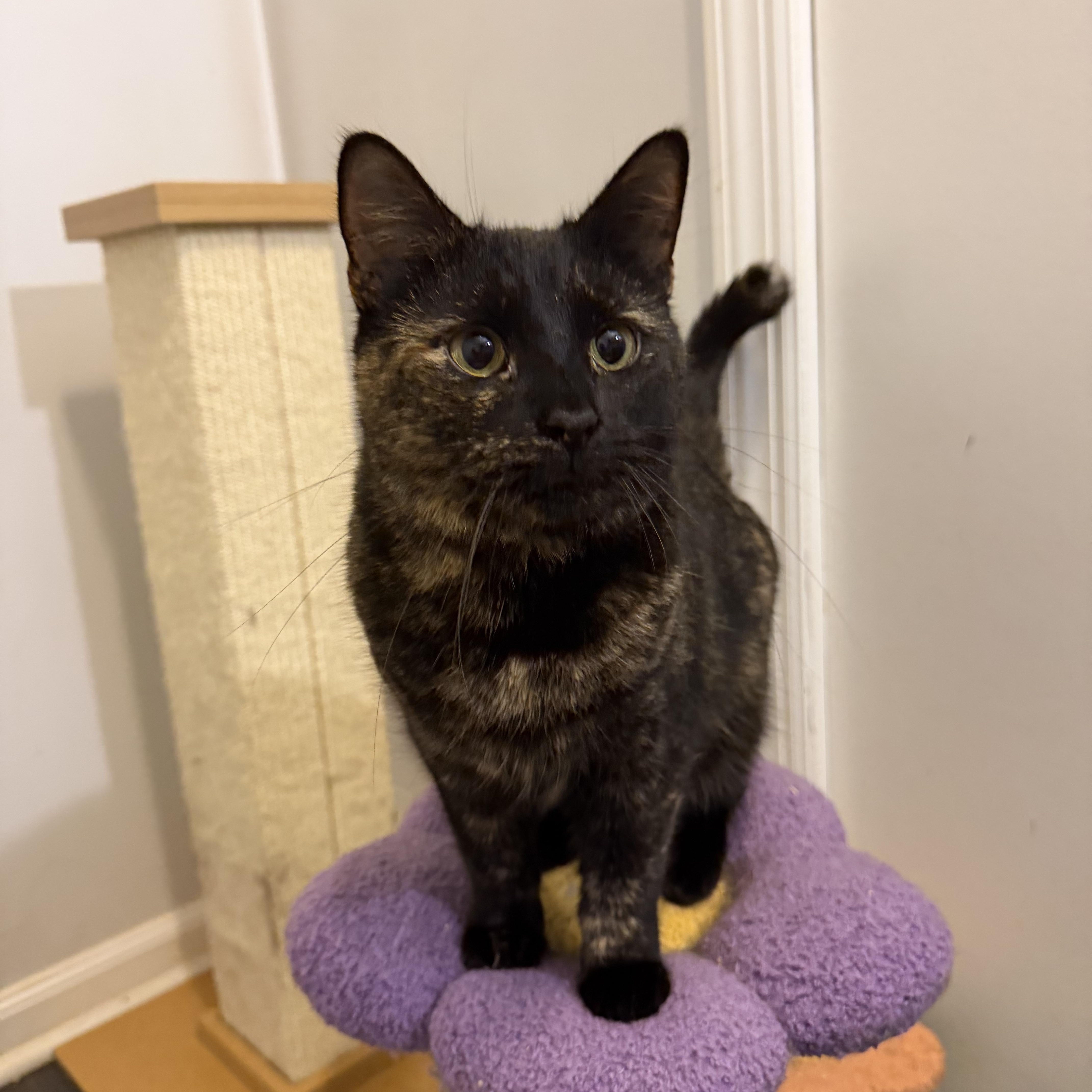 Enlarge HELENE - ADOPTION PENDING, a Adoptable Domestic Short Hair in Hamilton, NJ image 1/6