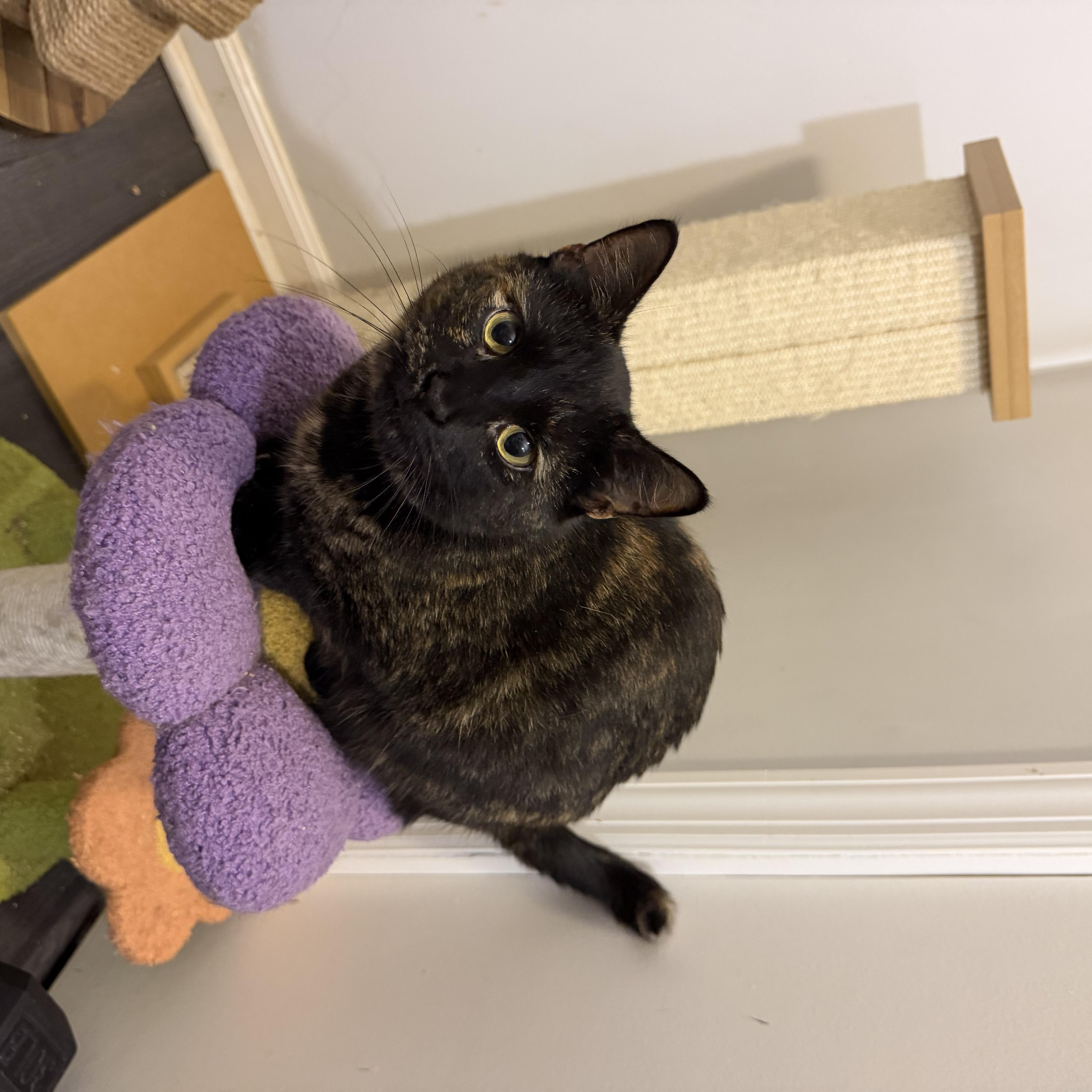 Enlarge HELENE - ADOPTION PENDING, a Adoptable Domestic Short Hair in Hamilton, NJ image 4/6