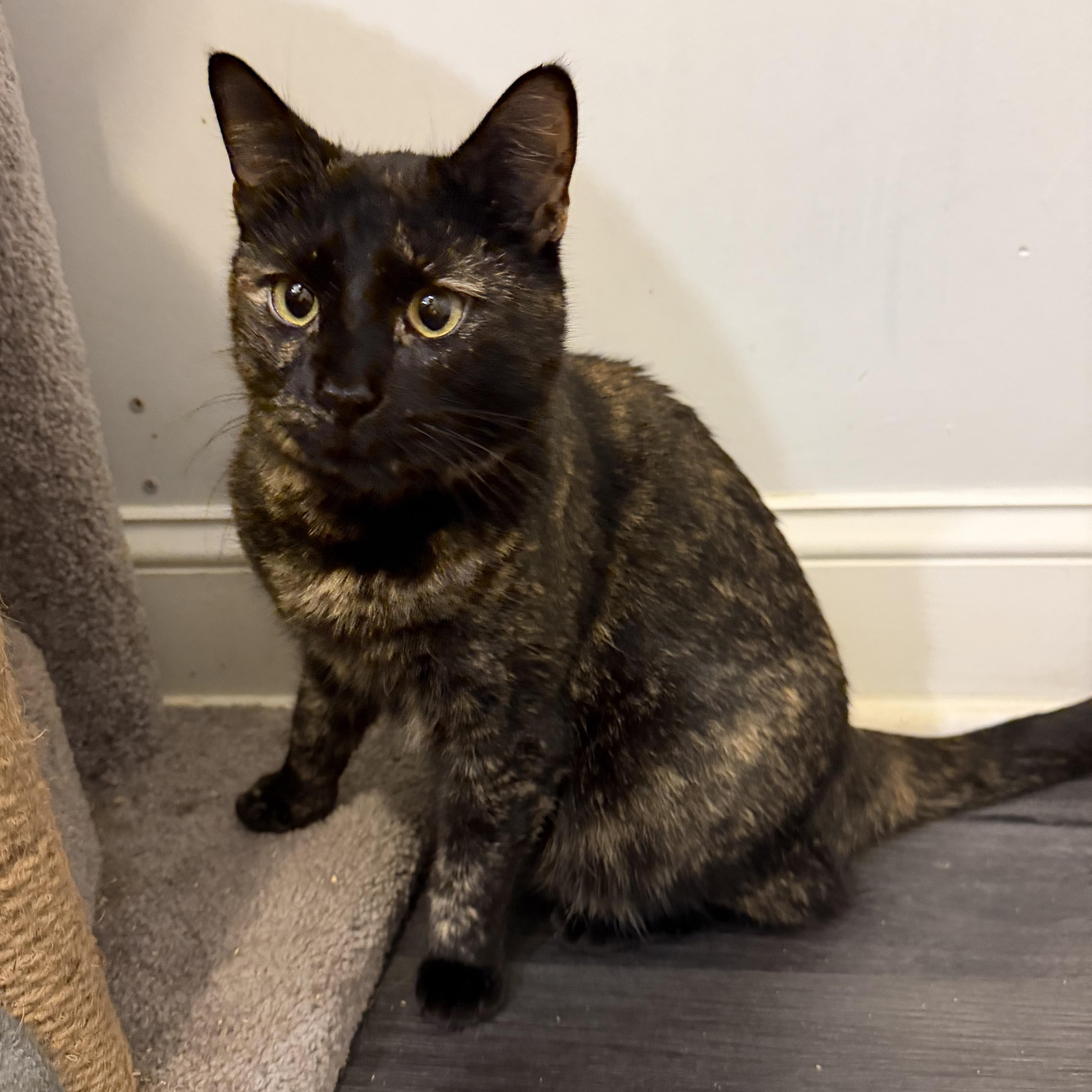 HELENE, Adoptable, Young Female Domestic Short Hair.