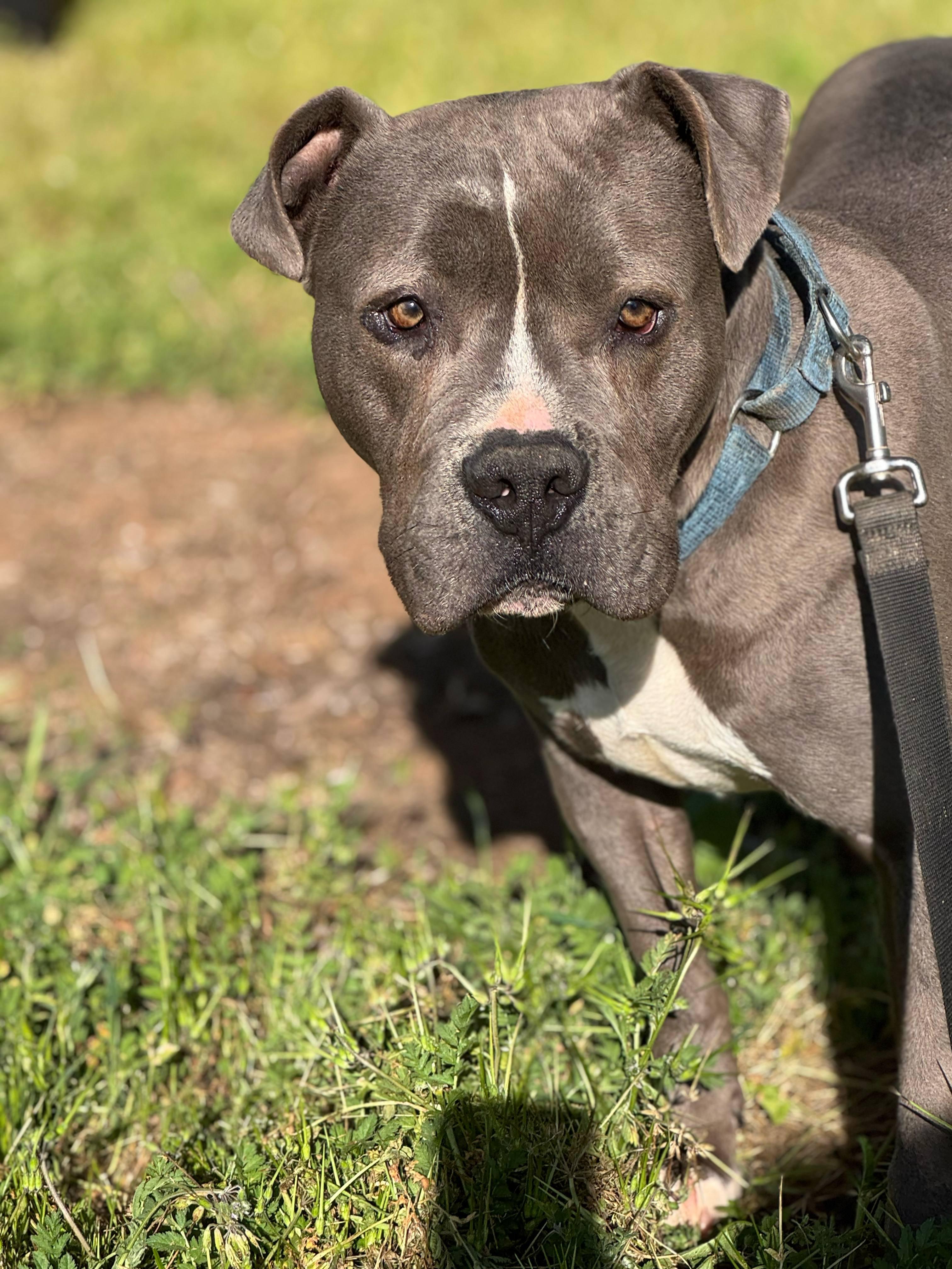 Scout, Adoptable, Adult Male Pit Bull Terrier.