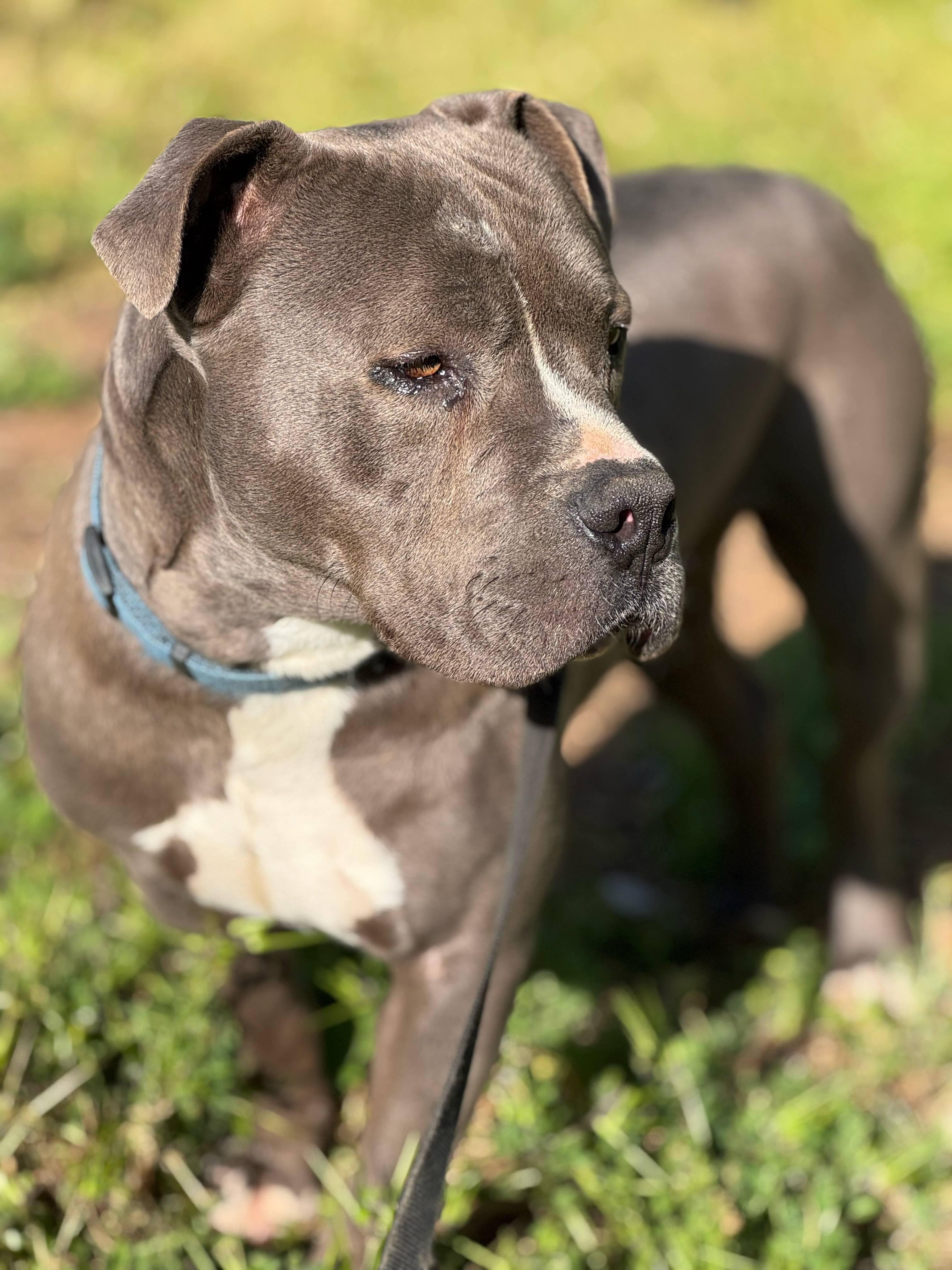 Scout, a Adoptable Pit Bull Terrier in Rocklin , CA image 2/3