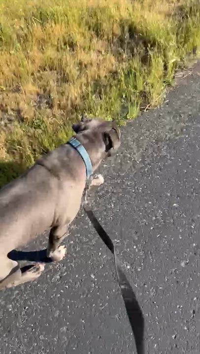 Enlarge Scout, a Adoptable Pit Bull Terrier in Rocklin , CA video 3/3