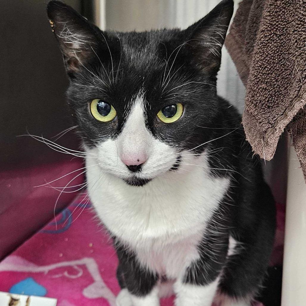 Enlarge Figaro, a Adoptable Domestic Short Hair in Dover, NH image 1/5