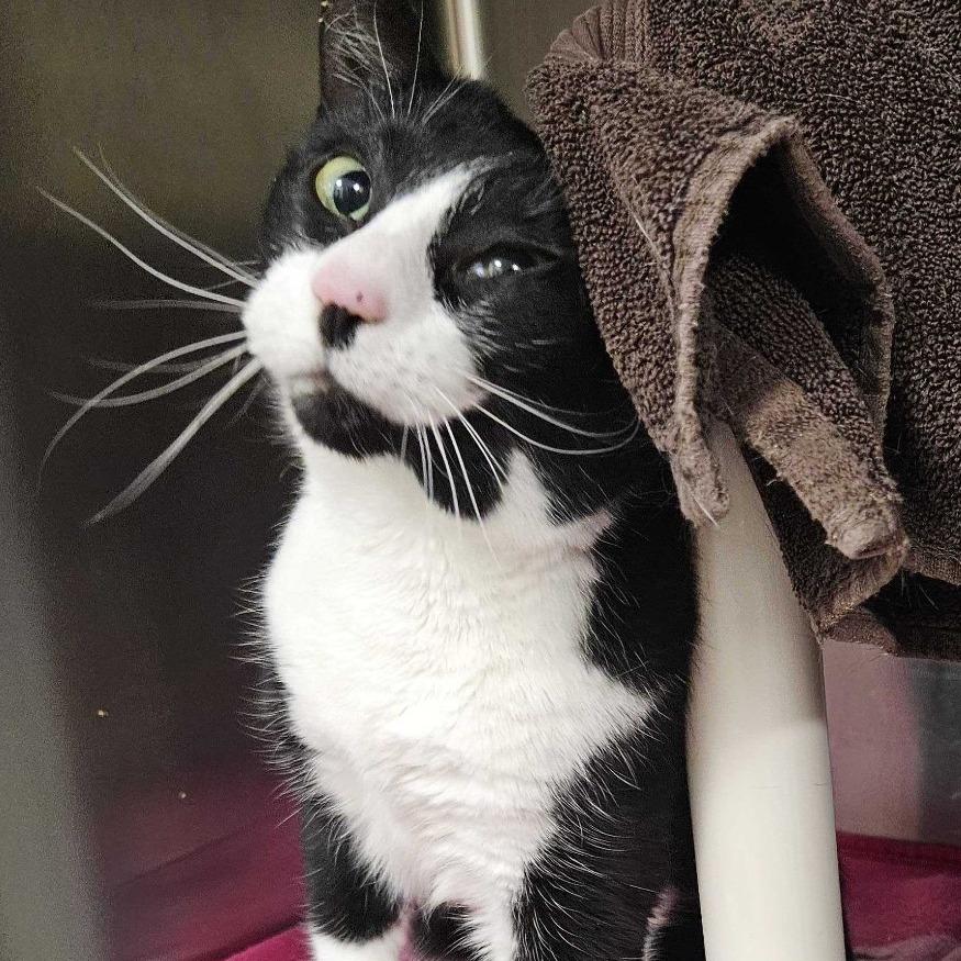 Enlarge Figaro, a Adoptable Domestic Short Hair in Dover, NH image 2/5