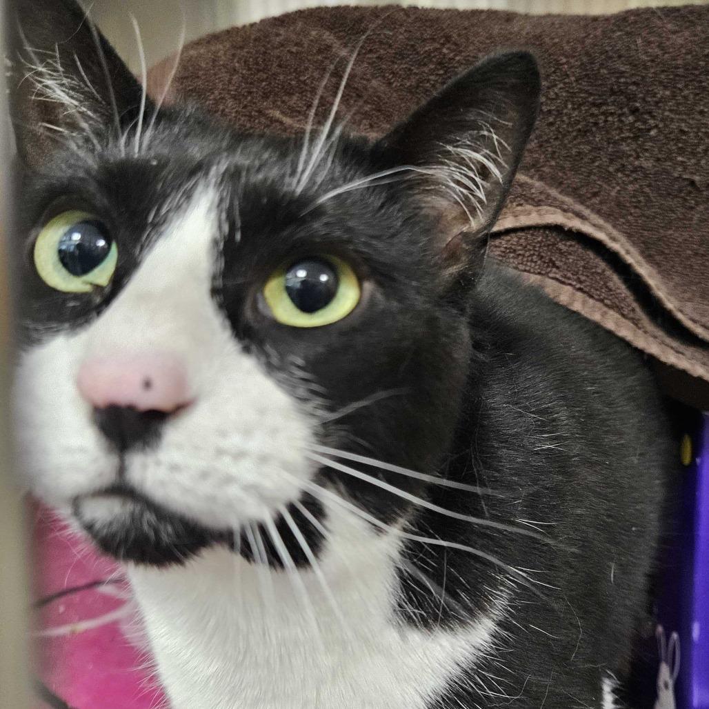 Enlarge Figaro, a Adoptable Domestic Short Hair in Dover, NH image 3/5