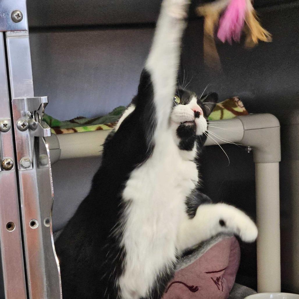 Enlarge Figaro, a Adoptable Domestic Short Hair in Dover, NH image 4/5