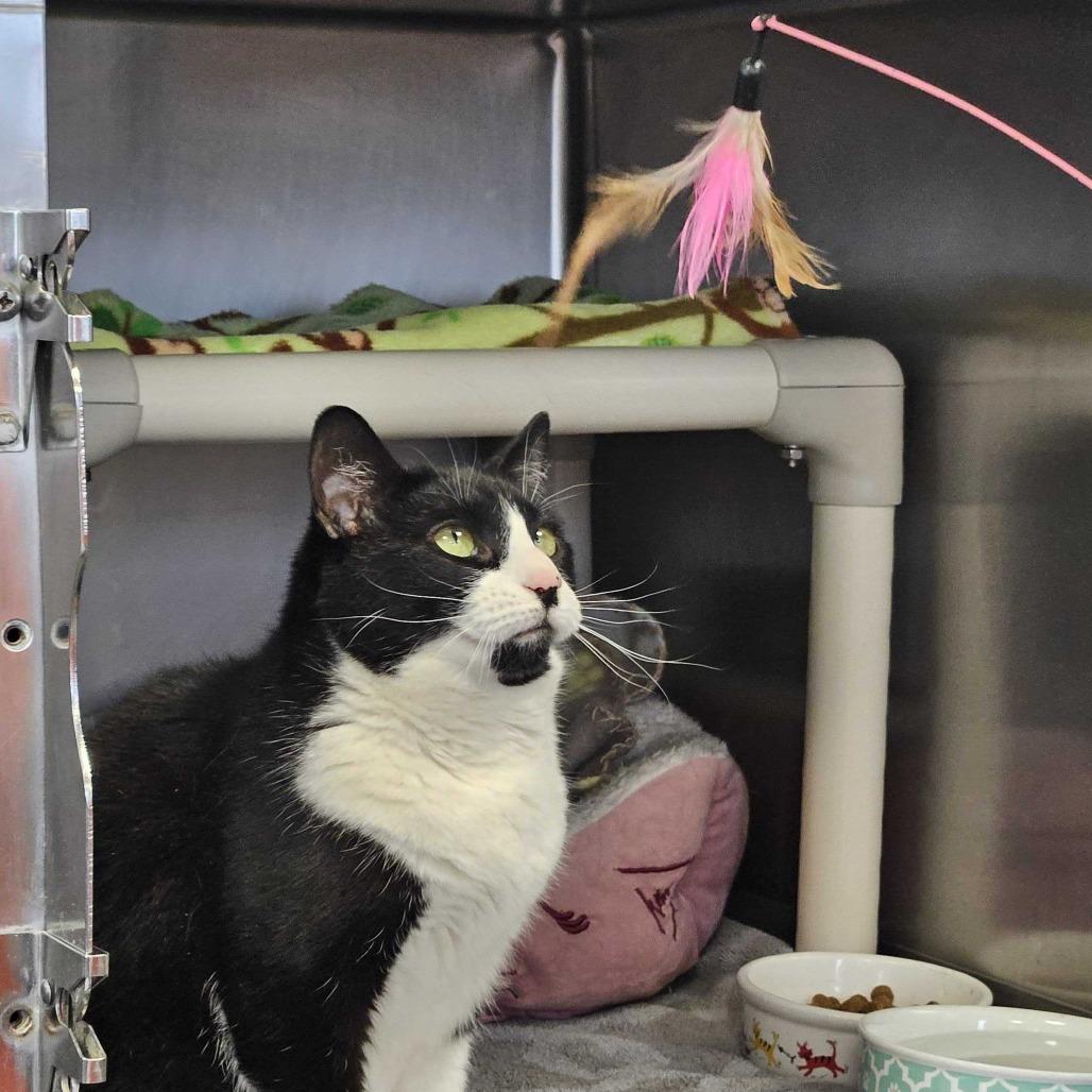 Enlarge Figaro, a Adoptable Domestic Short Hair in Dover, NH image 5/5