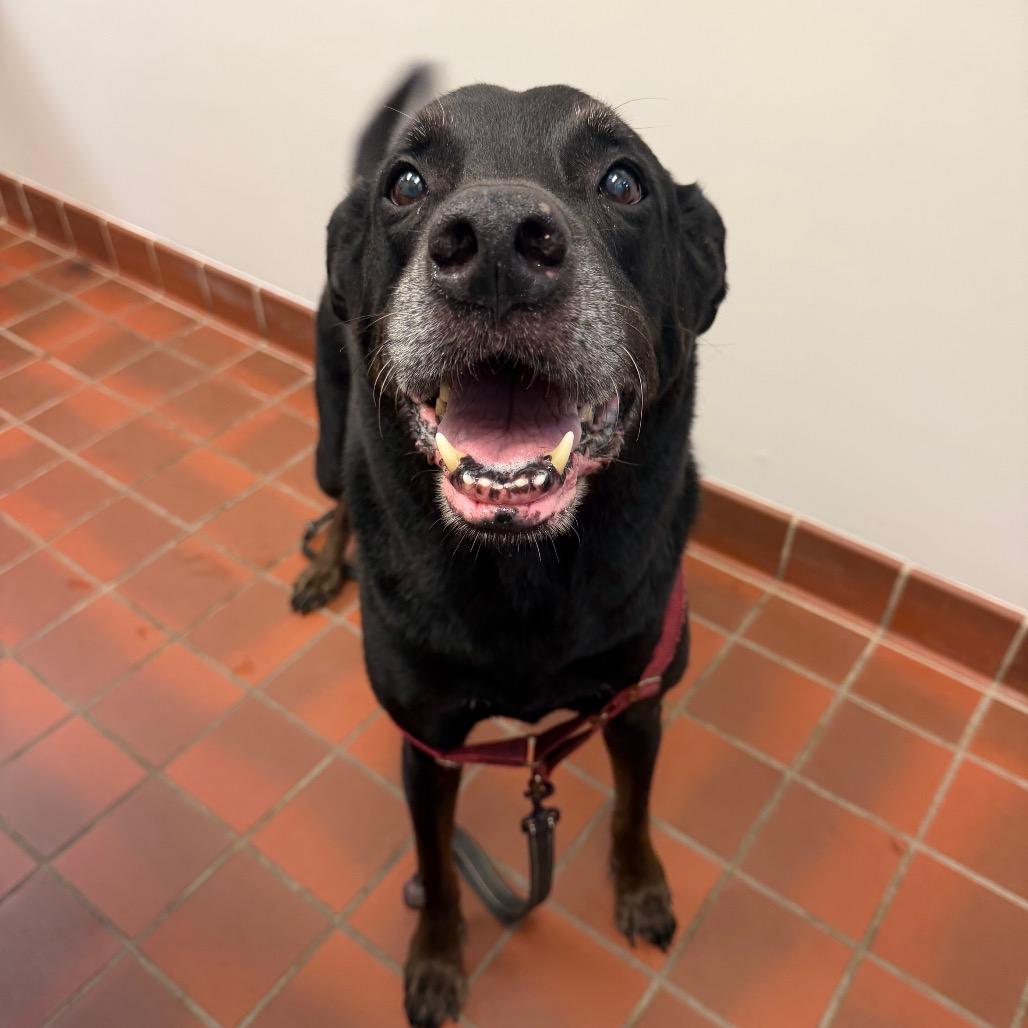 Agape, Adoptable, Senior Male Black Labrador Retriever & Rottweiler.