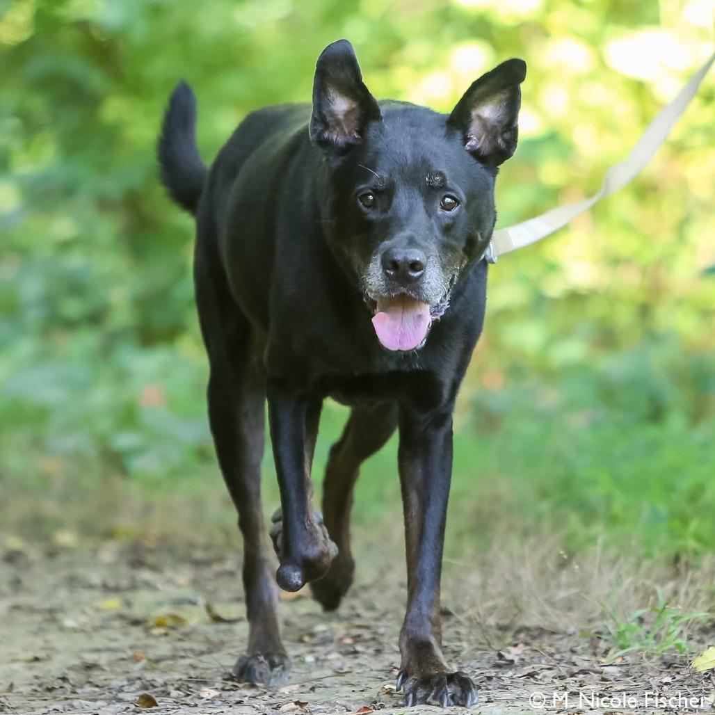 Enlarge Agape, a Adoptable mixed breed in Conshohocken, PA image 2/6