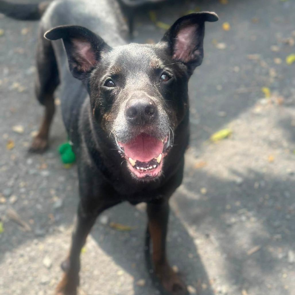 Enlarge Agape, a Adoptable mixed breed in Conshohocken, PA image 2/6