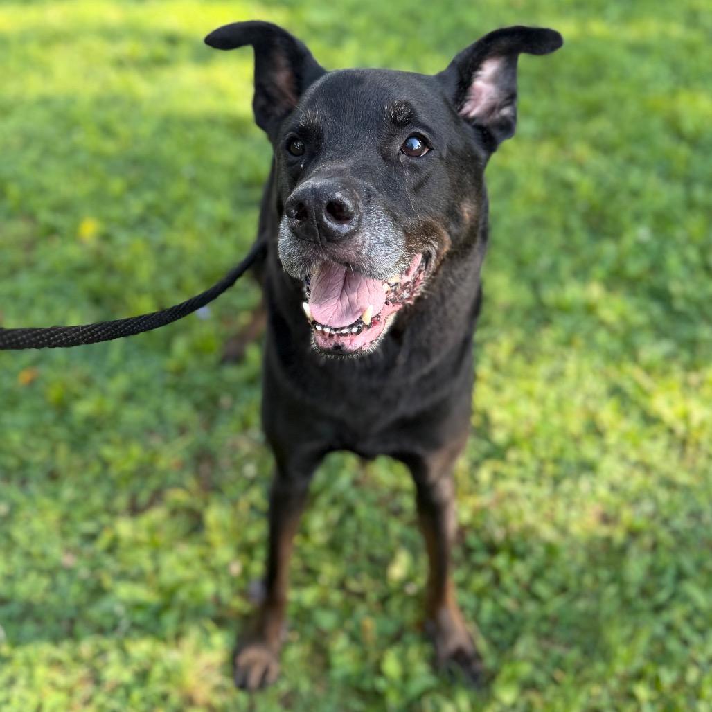 Enlarge Agape, a Adoptable mixed breed in Conshohocken, PA image 6/6