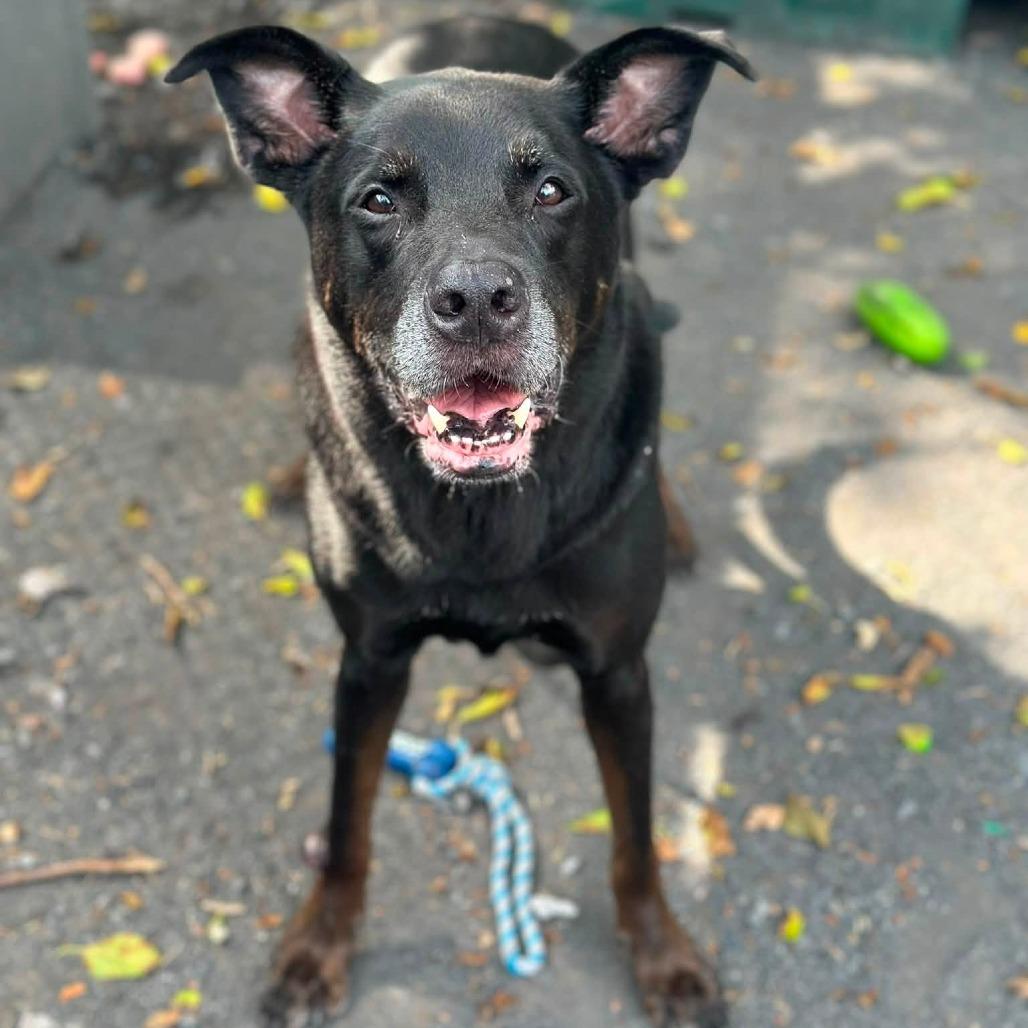 Enlarge Agape, a Adoptable mixed breed in Conshohocken, PA image 3/6