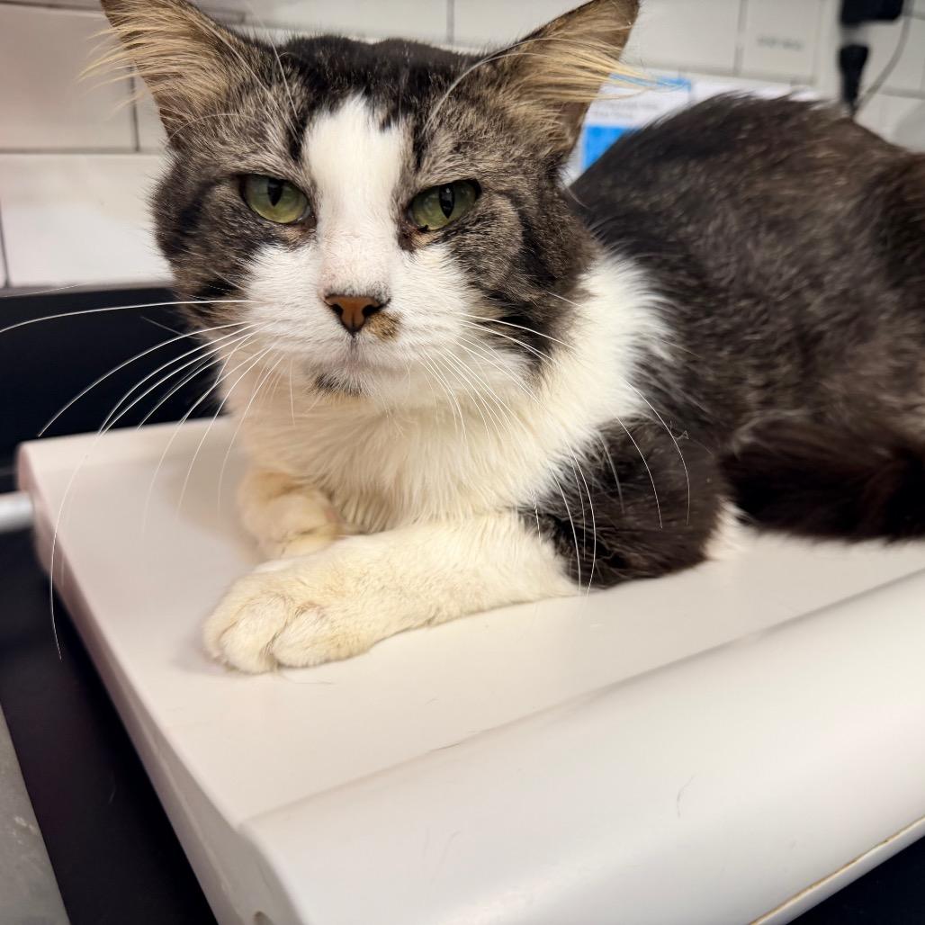 Enlarge Arthur, a Adoptable Domestic Medium Hair in Ponte Vedra Beach, FL image 1/1