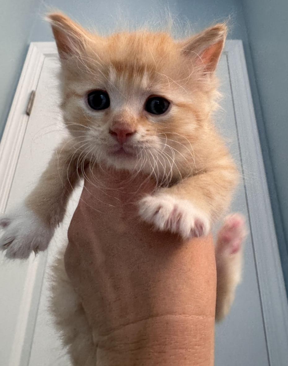 Pet Image