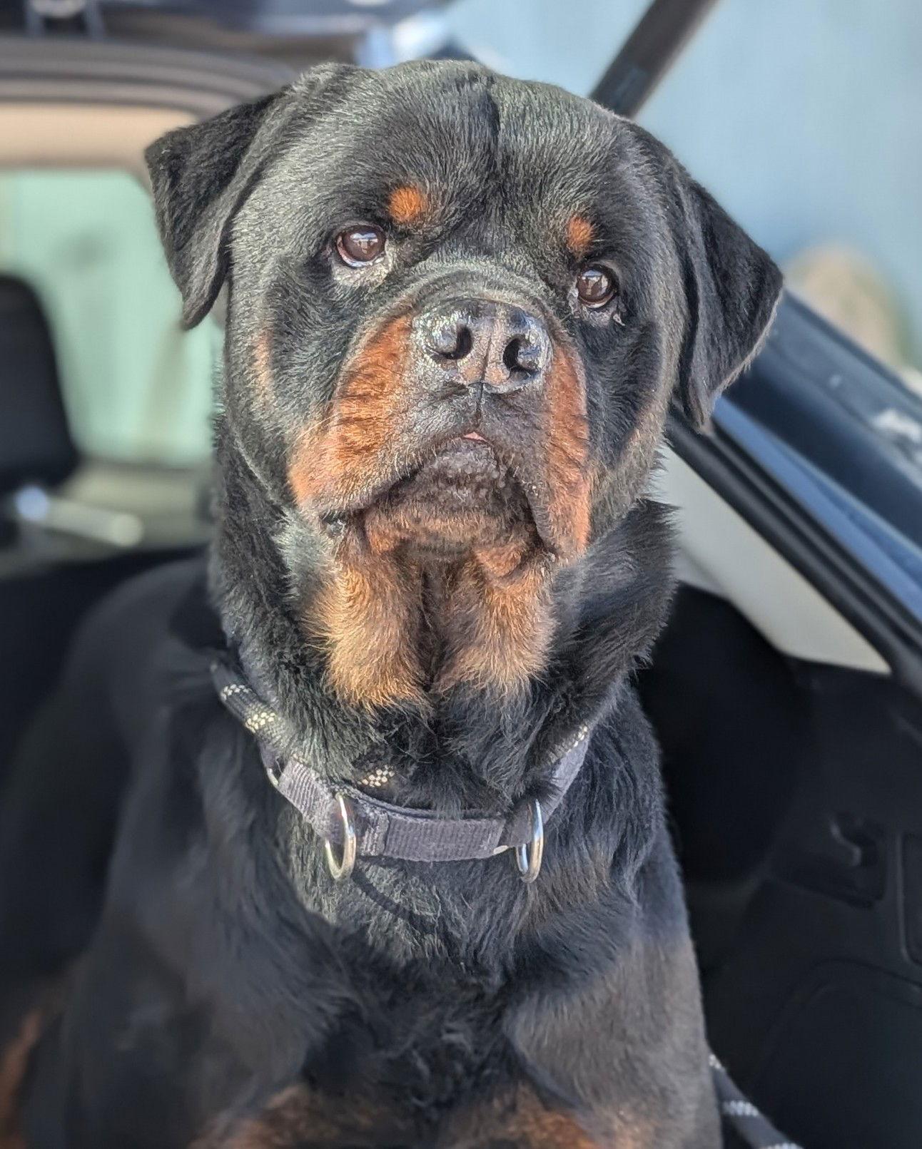 Bentley, Adopted, Adult Male Rottweiler.