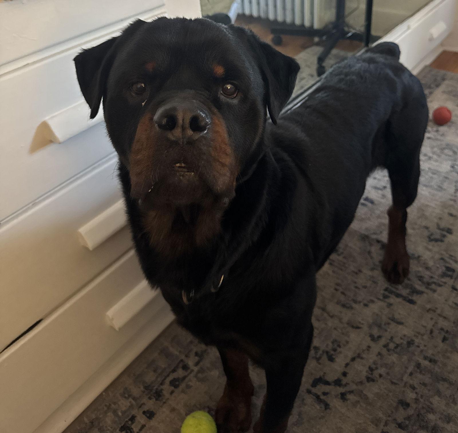 Enlarge Bentley, a Adopted Rottweiler in Hillsboro, NH image 2/3