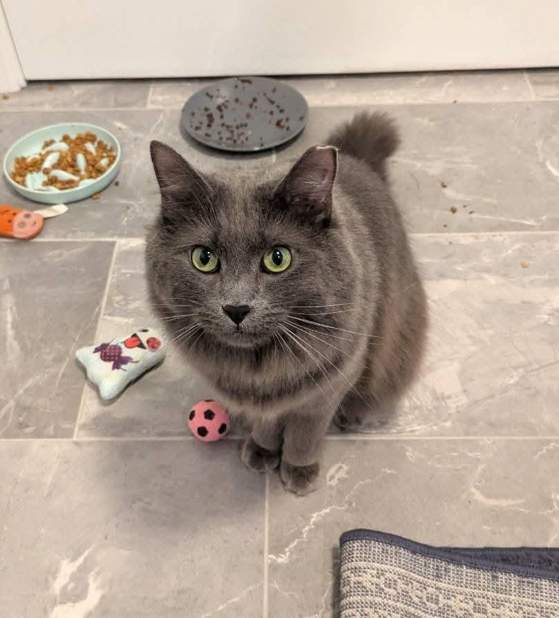 Nimbus, Adoptable, Young Female Domestic Long Hair.