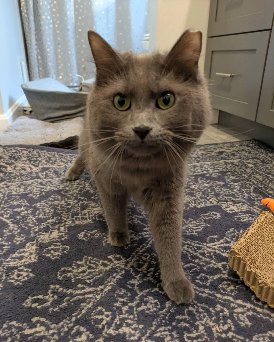 Enlarge Nimbus, a Adoptable Domestic Long Hair in Carnegie, PA image 3/6