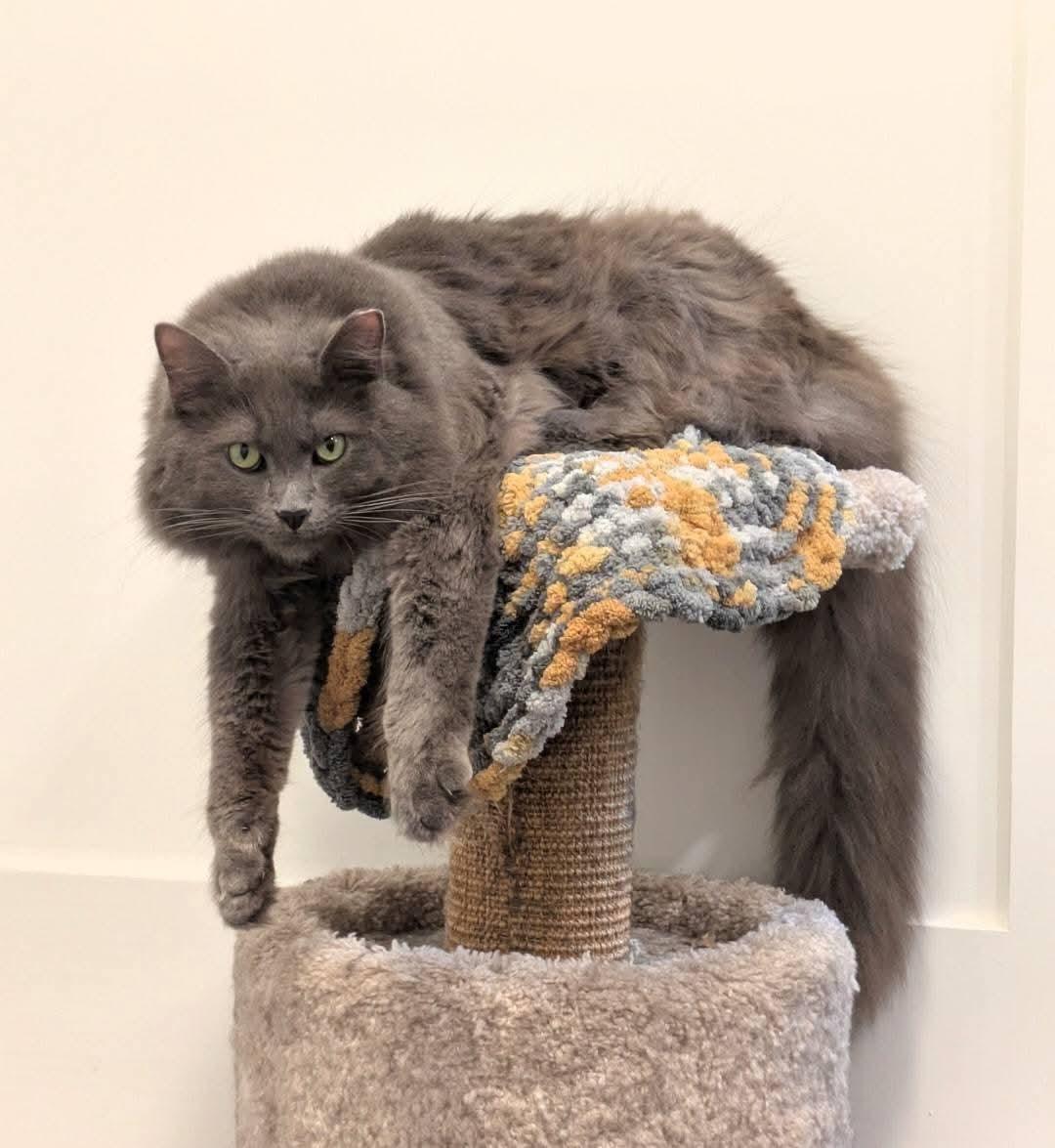 Enlarge Nimbus, a Adoptable Domestic Long Hair in Carnegie, PA image 5/6