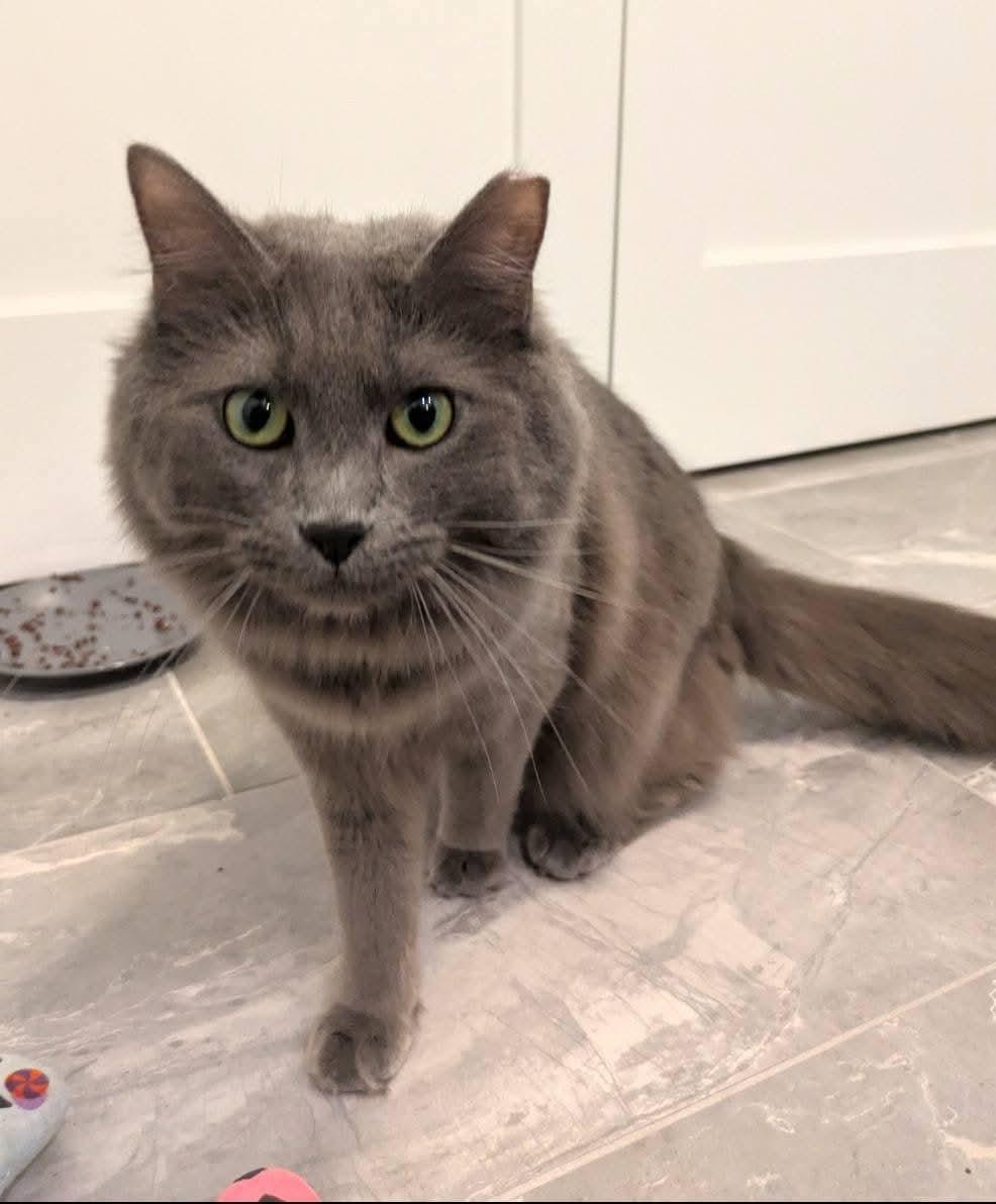 Enlarge Nimbus, a Adoptable Domestic Long Hair in Carnegie, PA image 2/6
