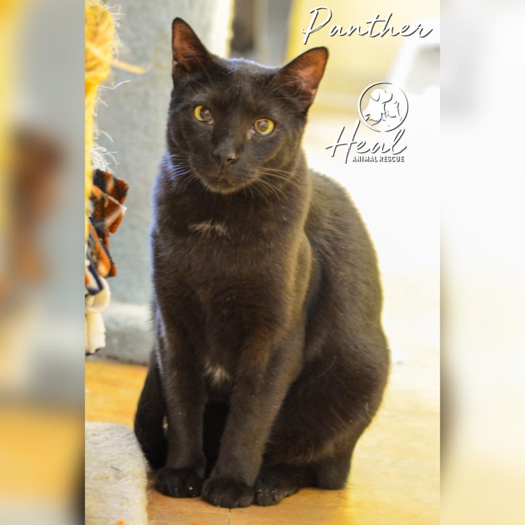 Enlarge Panther, a Adoptable Domestic Short Hair in Youngwood, PA image 1/2