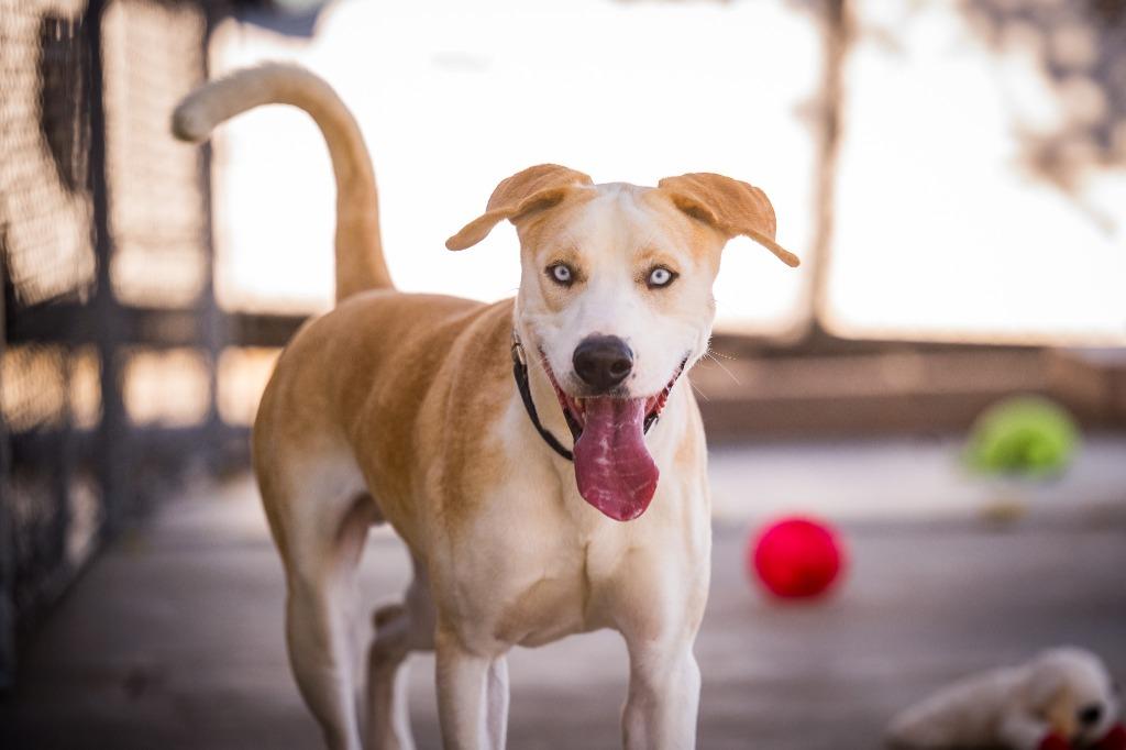 Enlarge Roadie, a Adoptable mixed breed in Twentynine Palms, CA image 4/4