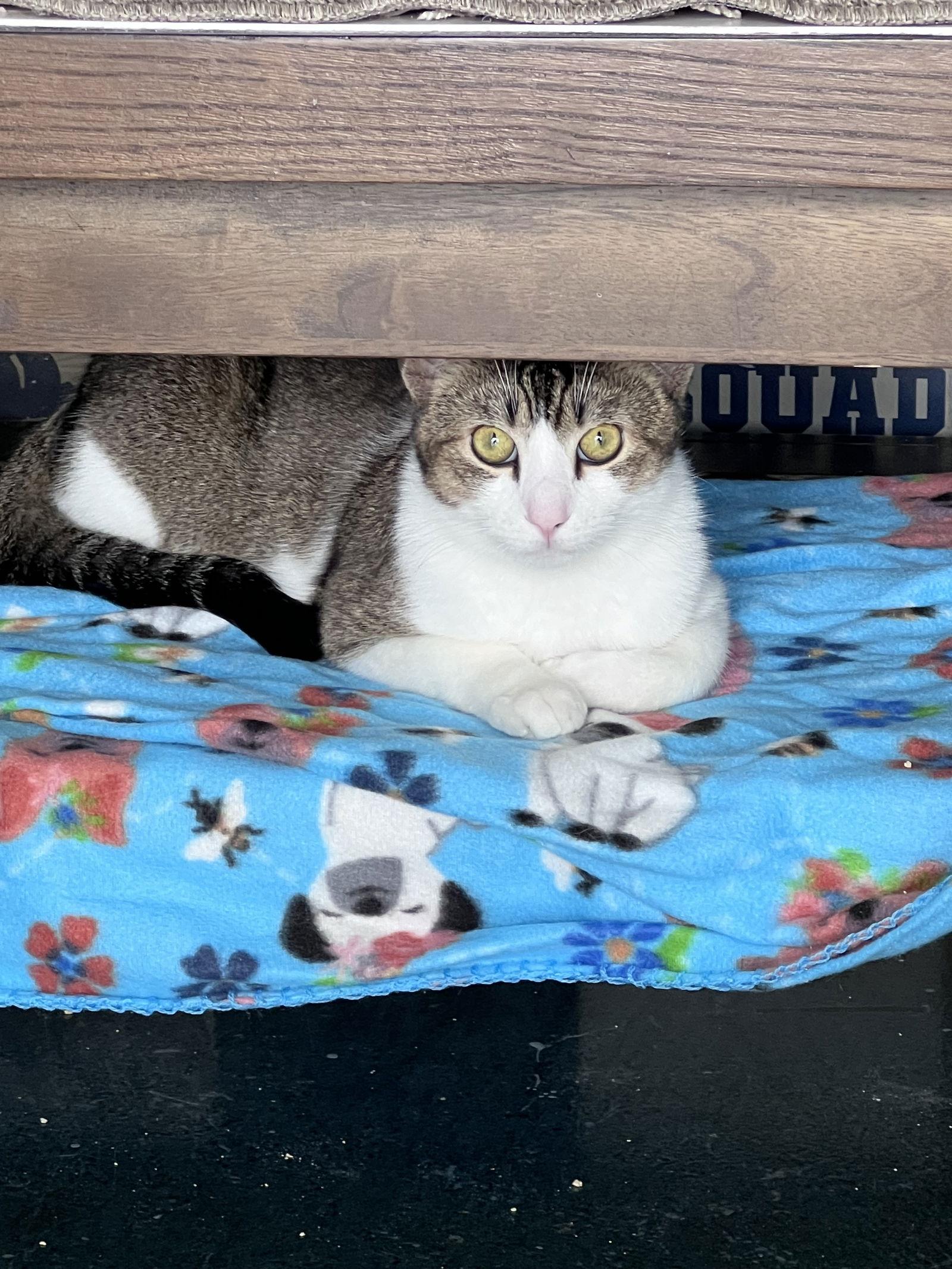 Baccarat, Adoptable, Adult Male Domestic Short Hair.