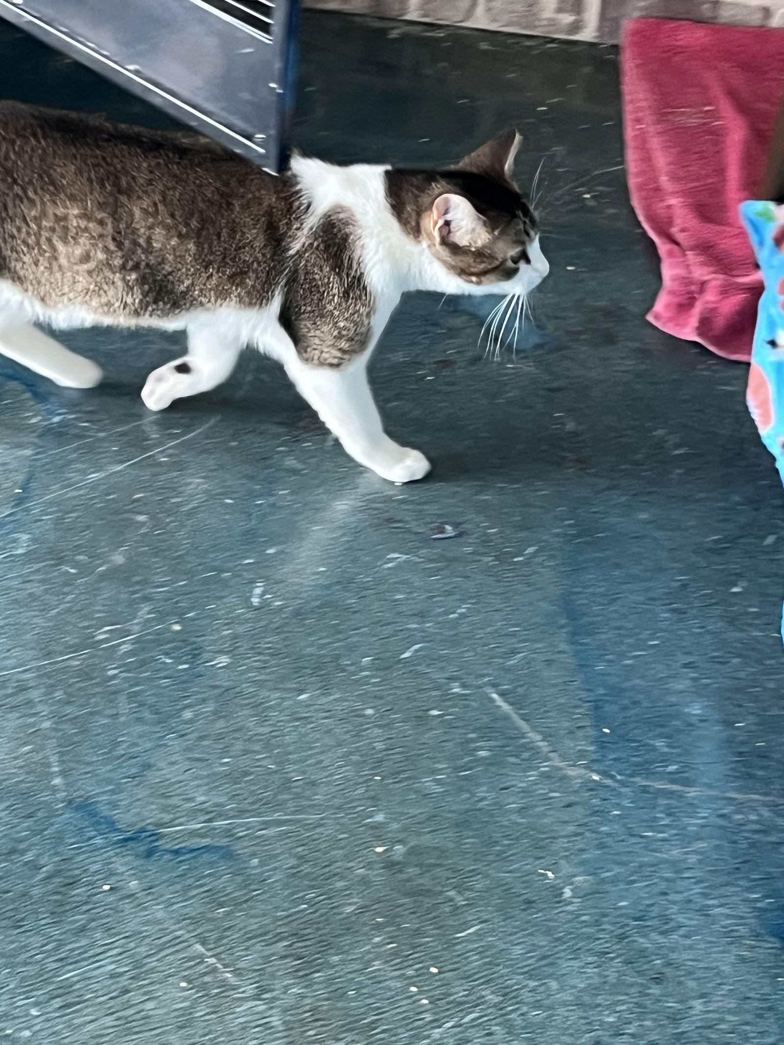 Enlarge Baccarat, a Adoptable Domestic Short Hair in Chico, CA image 2/2