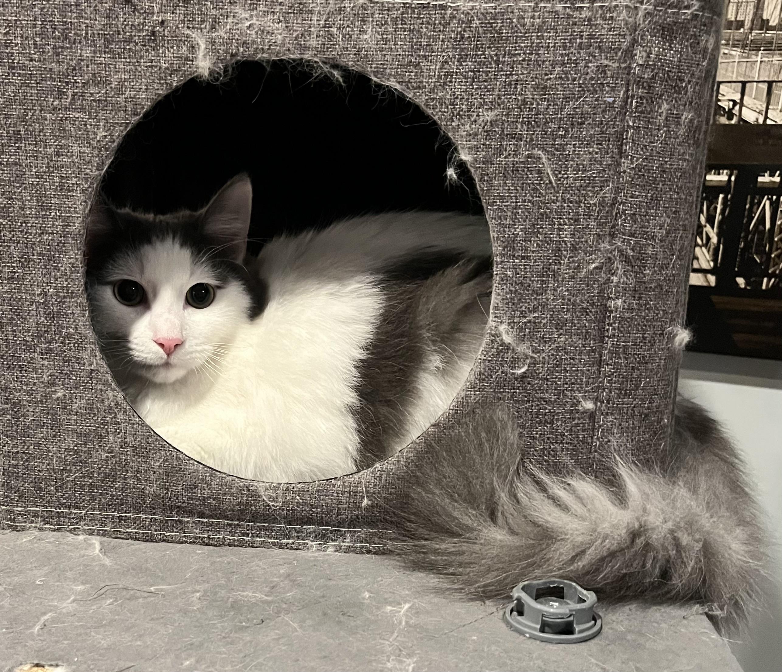 Enlarge Marina, a Adoptable mixed breed in Allentown, NJ image 2/2