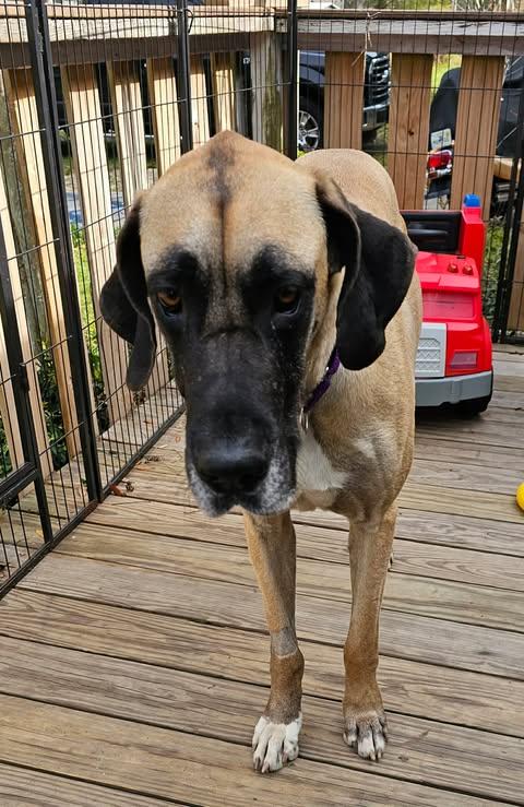 Enlarge Emma, a ADOPTABLE Great Dane in Pensacola, FL image 5/5