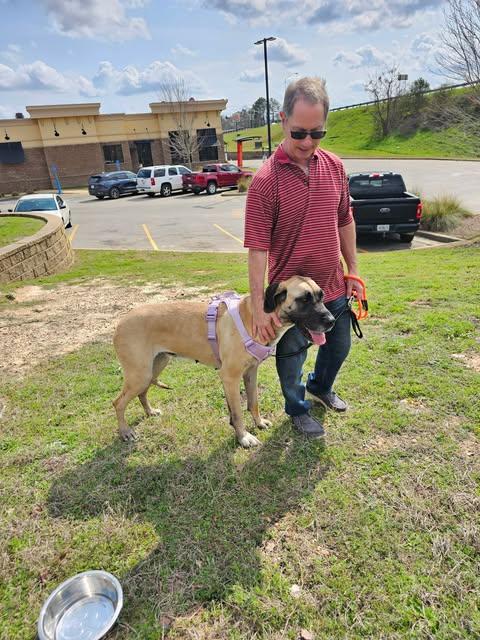 Enlarge Emma, a ADOPTABLE Great Dane in Pensacola, FL image 3/5