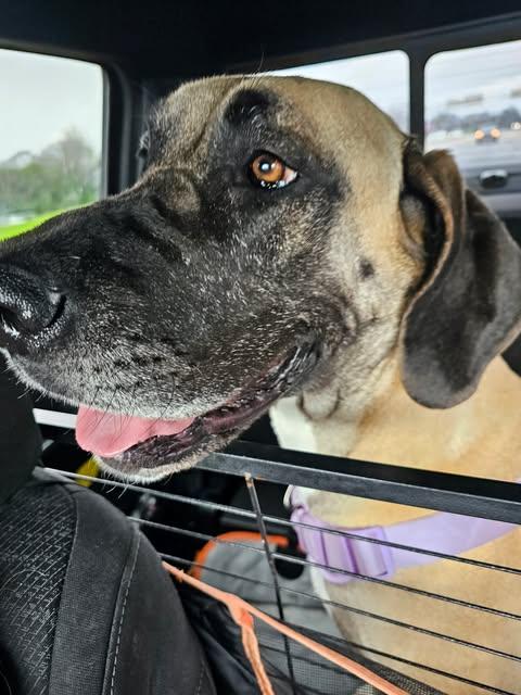 Enlarge Emma, a ADOPTABLE Great Dane in Pensacola, FL image 1/5