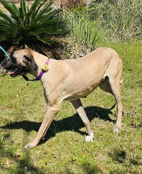 Enlarge Emma, a ADOPTABLE Great Dane in Pensacola, FL image 4/5