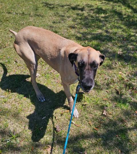 Enlarge Emma, a ADOPTABLE Great Dane in Pensacola, FL image 2/5