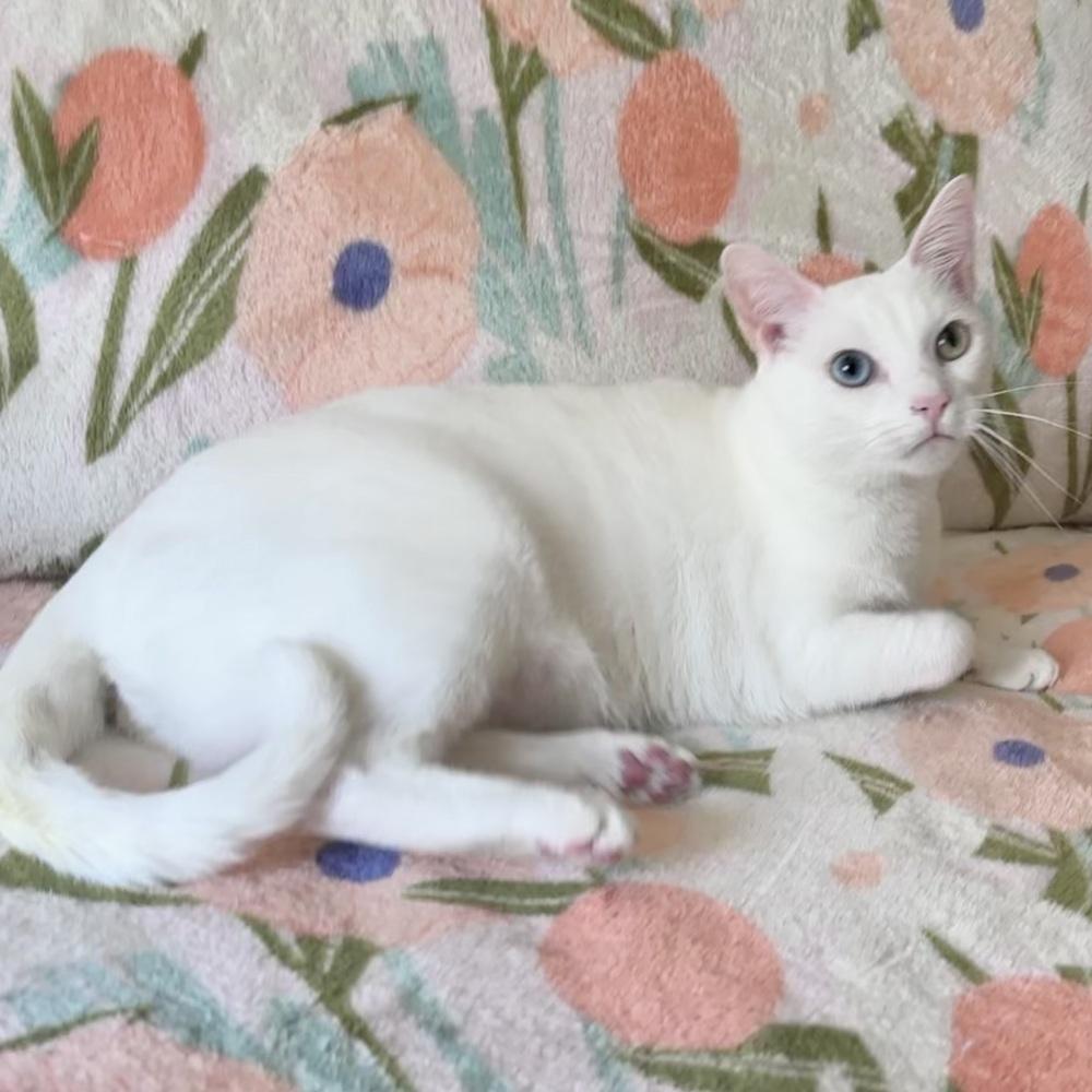 Bowie, a Adoptable mixed breed in Panama City Beach, FL image 1/2