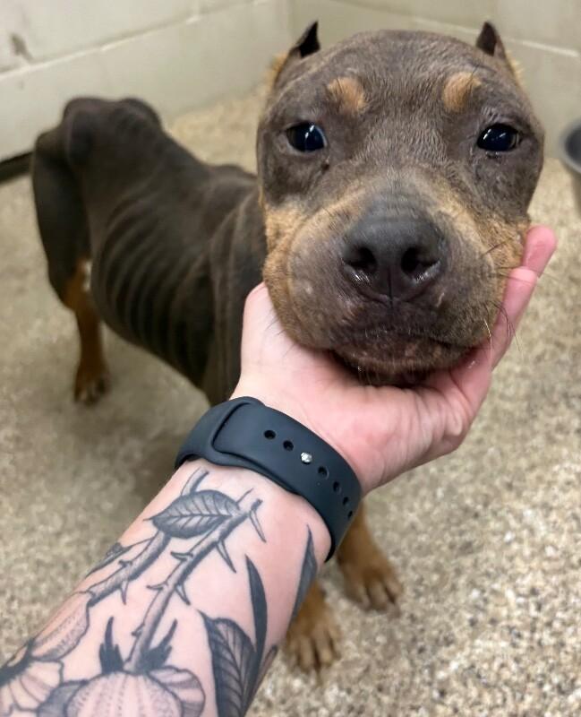 Dolly, Adoptable, Adult Female Pit Bull Terrier & Mixed Breed.