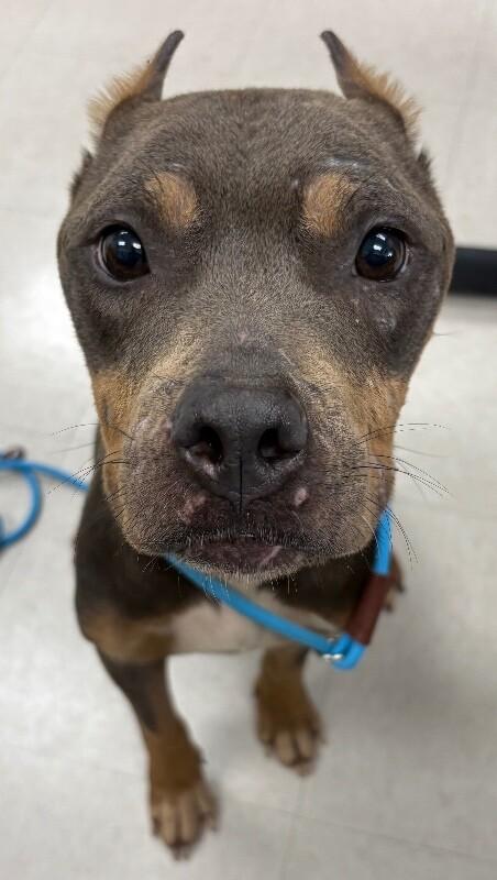 Dolly, a Adoptable mixed breed in Katy, TX image 2/2