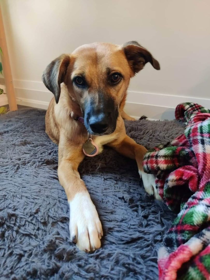 Lava, Adopted, Young Female Mixed Breed.