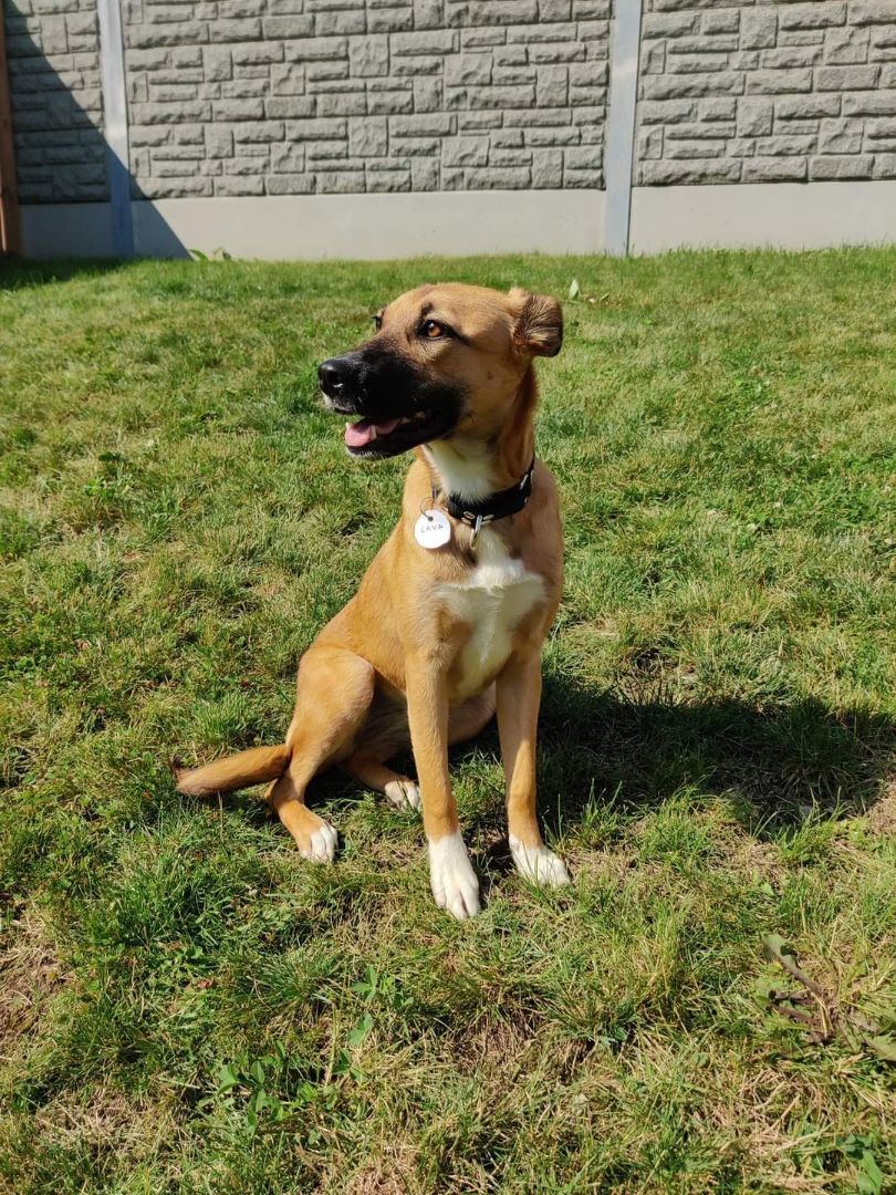Enlarge Lava, a Adopted Mixed Breed in Sunderland, ON image 2/12