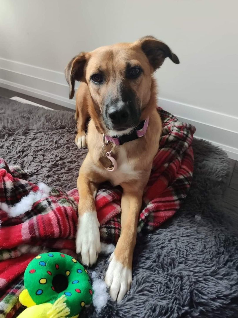 Enlarge Lava, a Adopted Mixed Breed in Sunderland, ON image 3/12