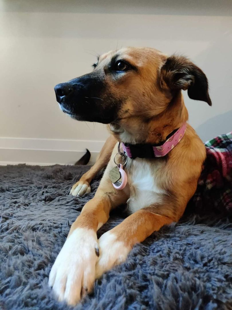 Enlarge Lava, a Adopted Mixed Breed in Sunderland, ON image 4/12