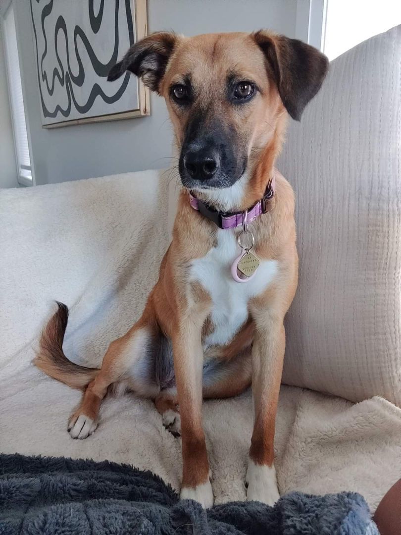 Enlarge Lava, a Adopted Mixed Breed in Sunderland, ON image 5/12