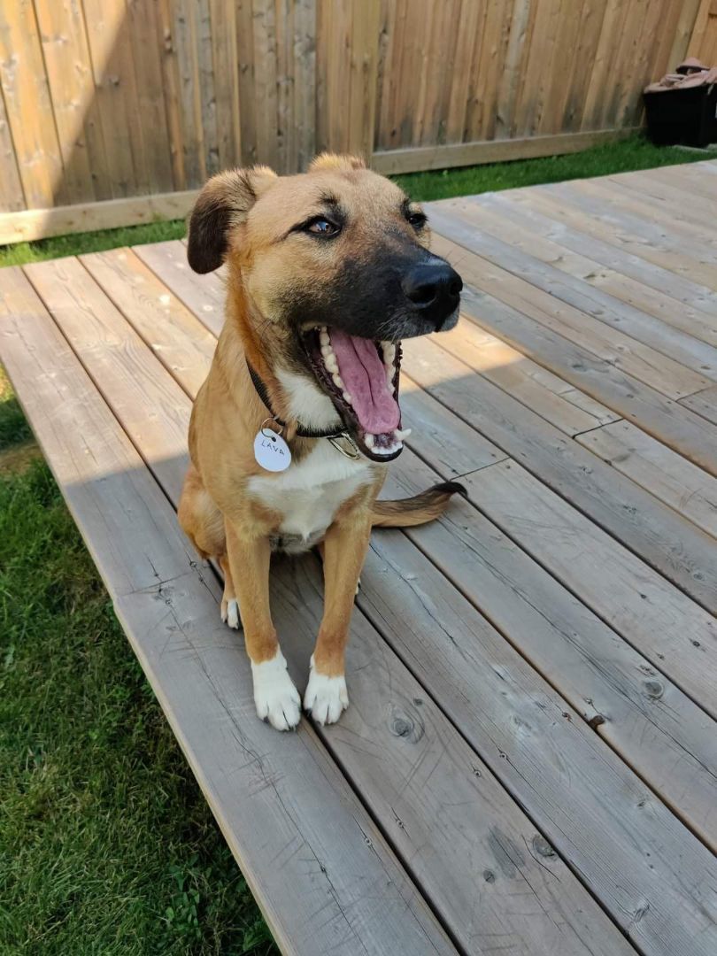 Enlarge Lava, a Adopted Mixed Breed in Sunderland, ON image 6/12