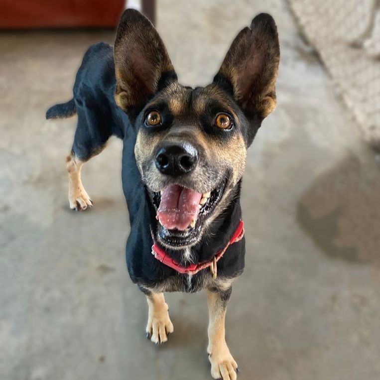 Enlarge Gemma, a Adoptable mixed breed in Portland, OR image 2/6