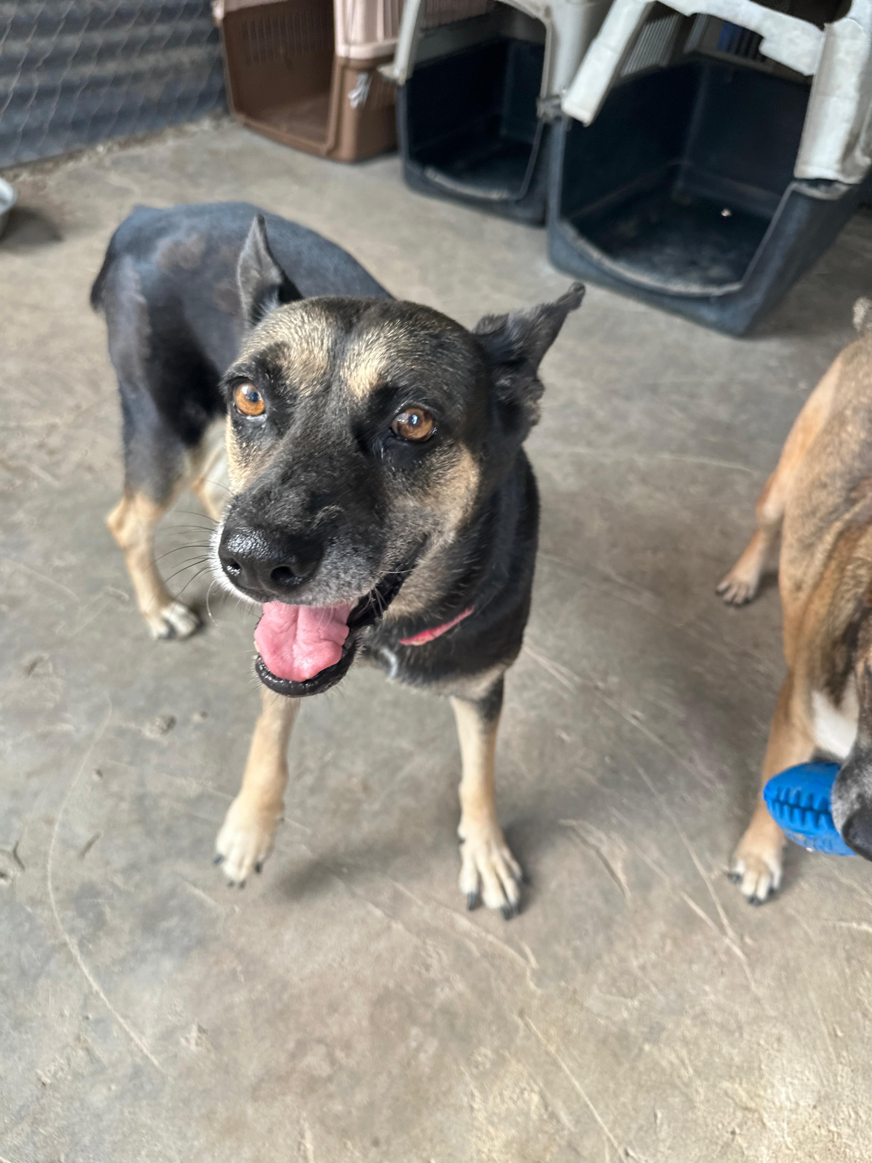 Enlarge Gemma, a Adoptable mixed breed in Portland, OR image 5/6