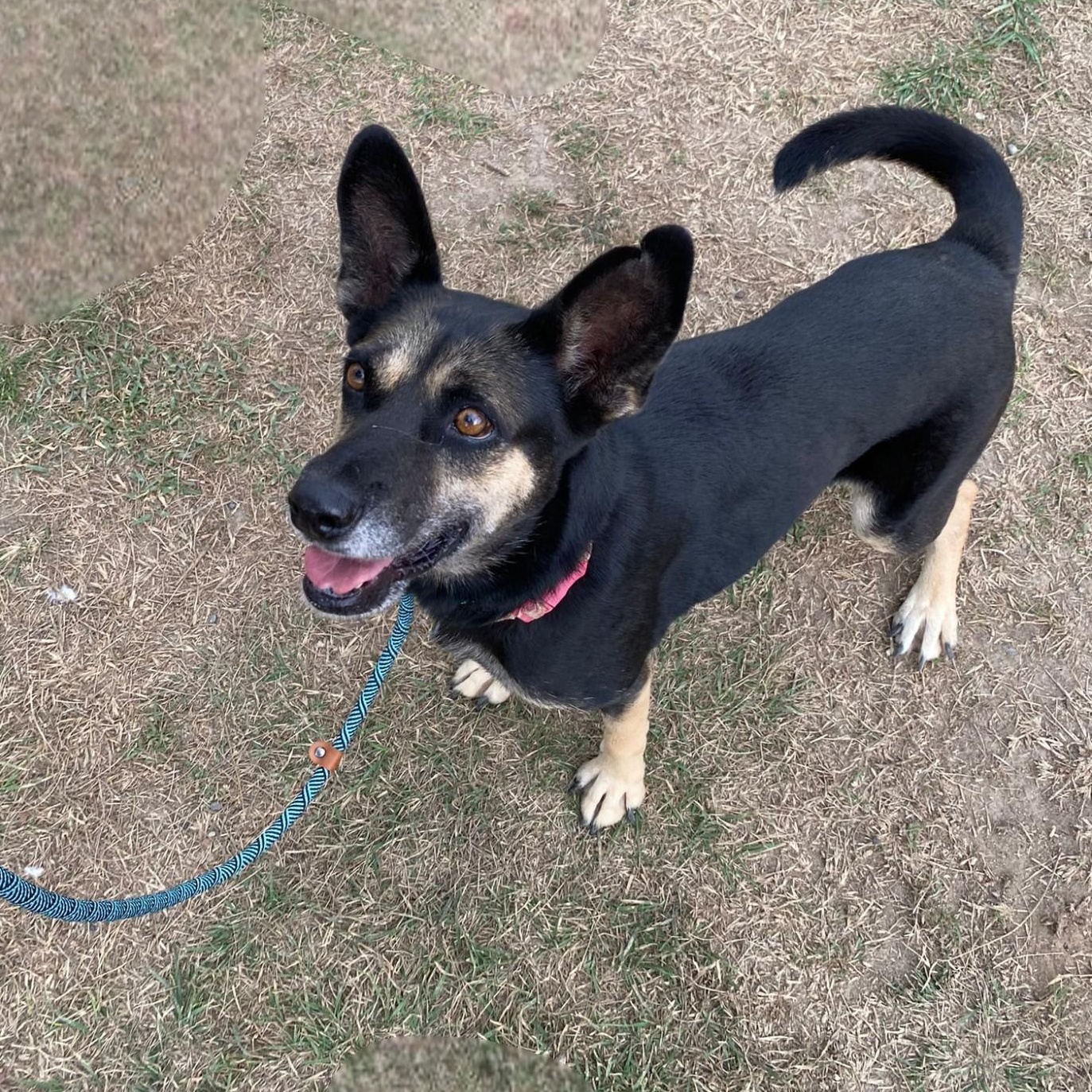 Enlarge Gemma, a Adoptable mixed breed in Portland, OR image 4/6
