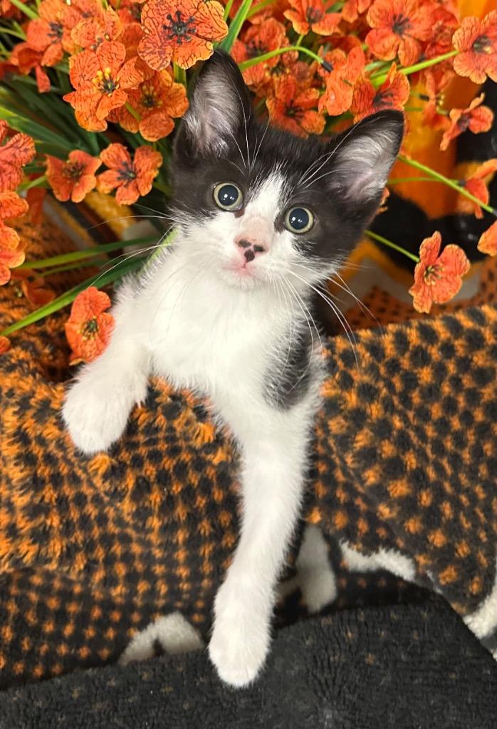 3/31/26 Jessie, Adoptable, Kitten Male Domestic Short Hair.